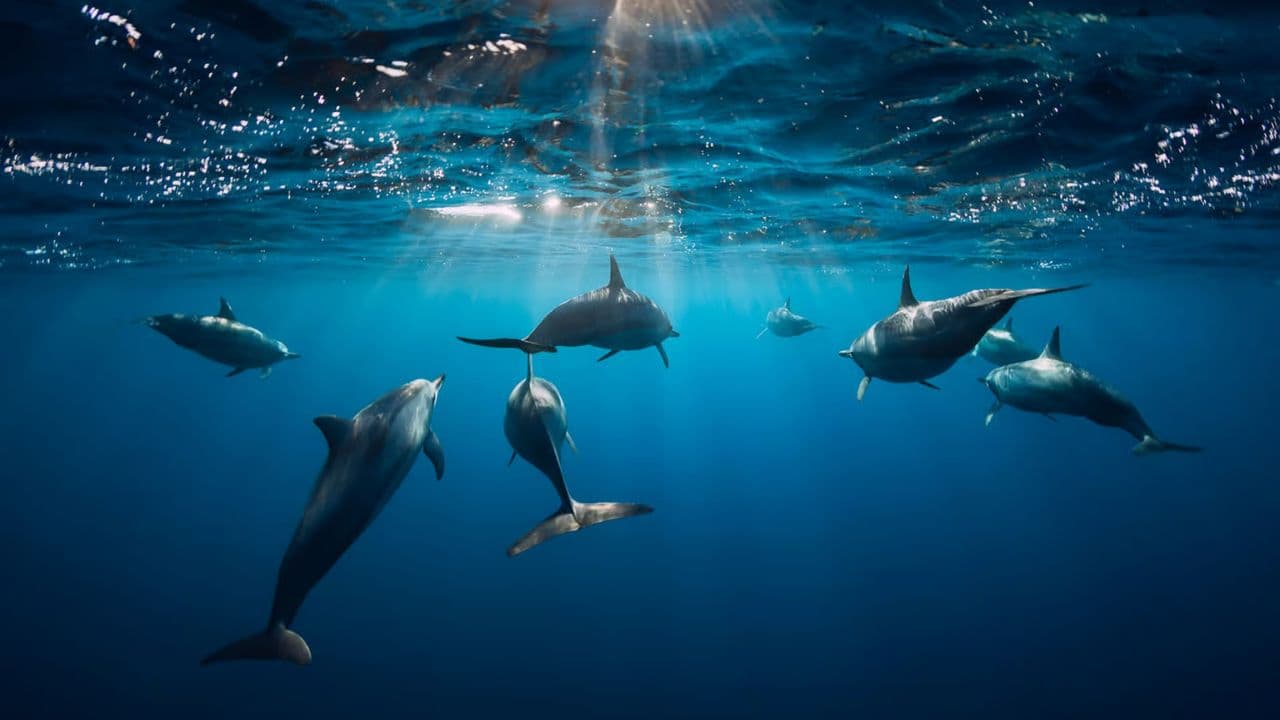 Punta Cana: Delfin-Entdeckungsschwimmen und Begegnungen — Guided tour and outdoor activity