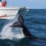 Samana: Bay of Samana Whale Watching Experience in Samaná Tours