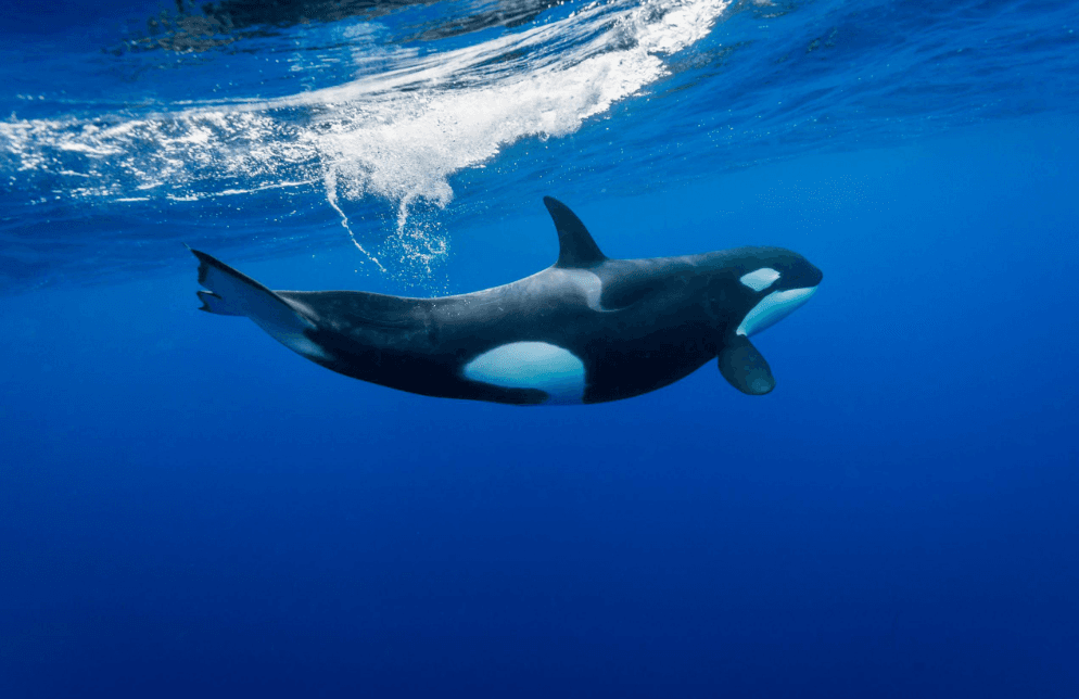 Co můžete vidět na Samaná Whale-Watching Tour v roce 2027?