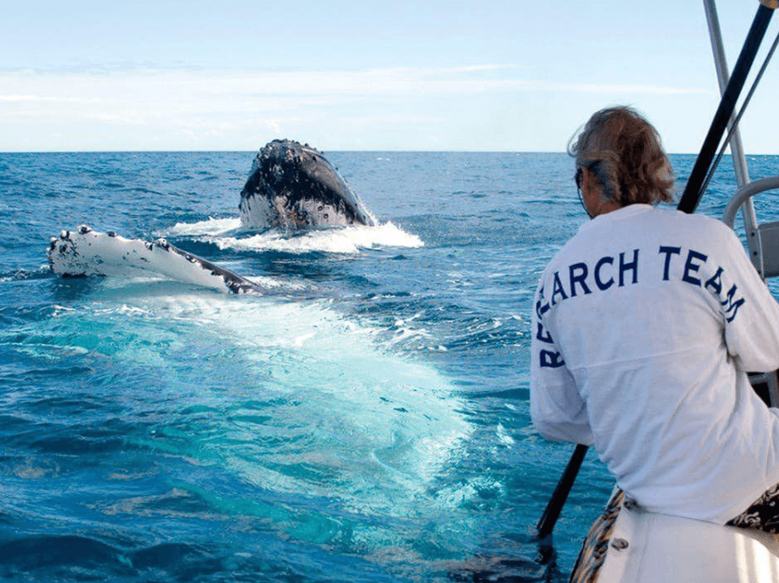 How Scientists Locate Humpback Whales With Hydrophones