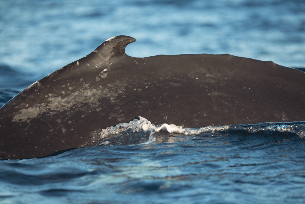Jak keporkaci proplouvají oceánem bez GPS