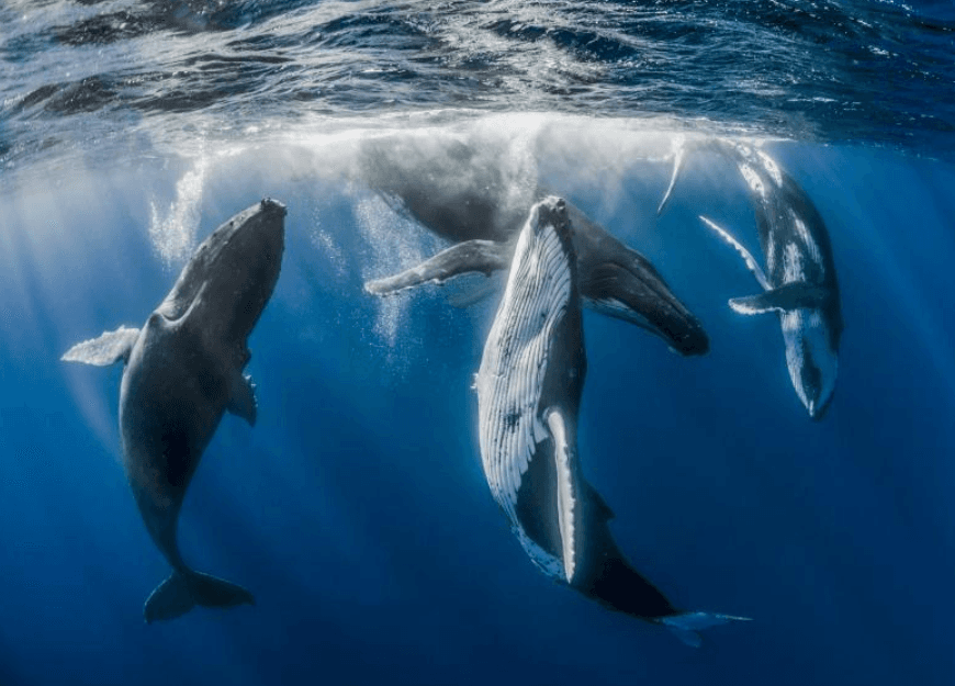 How Do Humpback Whales Rest While Breathing in Samaná Bay? - Samaná Tours Guide