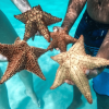 Saona Island Full-Day with Pickup in your Hotel Punta Cana - immagine 3