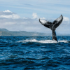 Samana: Whale Watching and Cayo Levantado Full Day Tour – Image 3