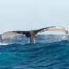 From Punta Cana: Whale Watching and Montana Redonda Tour – Image 12