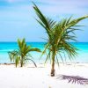 Saona Island Day Trip + Lunch + Open Bar from Punta Cana - Image 13