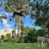 3in1: Los Haitises N P + Yanigua Waterfall + Montaña Redonda - Afbeelding 13