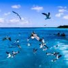 Saona Island Day Trip + Lunch + Open Bar from Punta Cana - Image 15