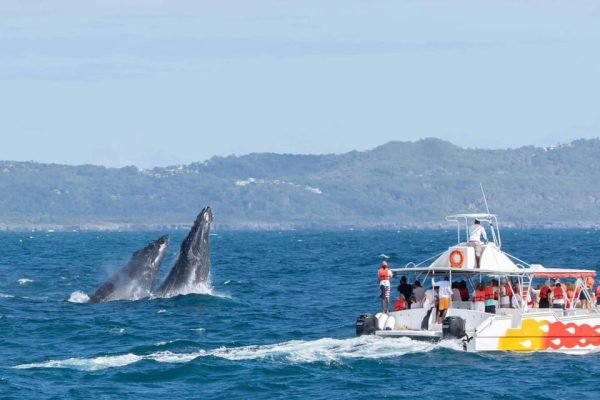 Samana: Experiência de observação de baleias na Baía de Samana