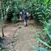 3in1: Los Haitises N P + Yanigua Waterfall + Montaña Redonda - Afbeelding 17