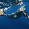 Samana: Half Day Whale Watching Humpback Whale Watching – Image 4