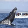 From Punta Cana: Samana Cayo Levantado / Whales - obrazek 5