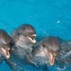 Punta Cana: Swim with Dolphins in the Pool – Image 5
