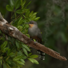 Los Haitises: Sunrise or Sunset wildlife focus - immagine 10