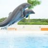 Punta Cana: Swim with Dolphins in the Pool – Image 6