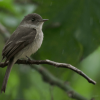 Los Haitises: Sunrise or Sunset wildlife focus - immagine 11
