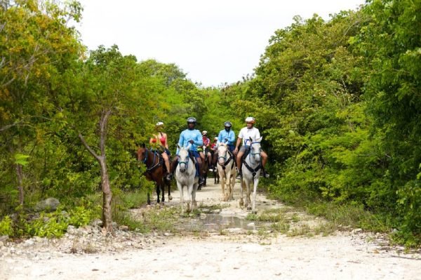 Svømmehest fra Punta Cana
