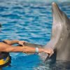 Punta Cana: Swim with Dolphins in the Pool – Image 7