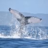 From Punta Cana: Whale Watching and Montana Redonda Tour – Image 7