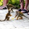 Punta Cana: Monkey Land Half-Day Safari and Plantation - Bild 7