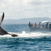 From Punta Cana: Samana Cayo Levantado / Whales - obrazek 2