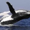 From Punta Cana: Whale Watching and Montana Redonda Tour – Image 9