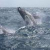 From Punta Cana: Whale Watching and Montana Redonda Tour – Image 10