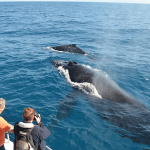 Samana: Valasbongaus ja Cayo Levantado - kokopäiväretki
