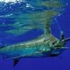Scuba Diving tour in puerto plata Hotel/Shore - immagine 2