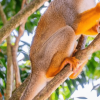 Punta Cana: Half-day tour Monkey Land Safari Tour - immagine 2