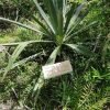 Bayahibe: Snorkeling Tour - Sea, Cotubanama park & Cenotes - immagine 12
