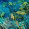 Bayahibe: Snorkeling Tour - Sea, Cotubanama park & Cenotes - immagine 3