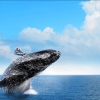 Las Terrenas: Private Whale Watching Half day - obrazek 3