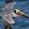 From Las Terrenas: Guided Tour of Los Haitises National Park - immagine 4