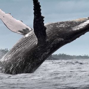 Samana: Valasbongaus ja Cayo Levantado - kokopäiväretki
