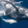 Whale Watching + Cayo Levantado Freedom – Image 10