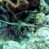 diving without a license catalina island from punta cana – Image 7