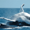 Whale Watching + Cayo Levantado Freedom – Image 15