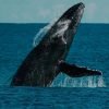 Whale Watching and Cayo Levantado Tour: A Perfect Tropical Getaway - Image 22