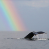 Whale Watching and Cayo Levantado Tour: A Perfect Tropical Getaway - Image 23
