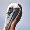Whale Watching and Cayo Levantado Tour: A Perfect Tropical Getaway - Image 3