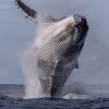 Whale Watching and Cayo Levantado Tour: A Perfect Tropical Getaway - Image 20
